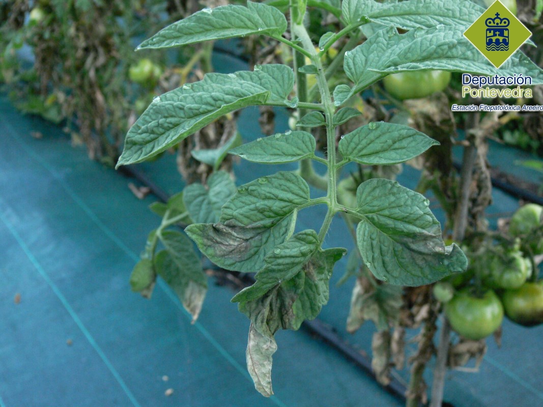 Mildiu - Mildew - Mildiu >> Manchas de mildiu en planta de tomate.jpg
